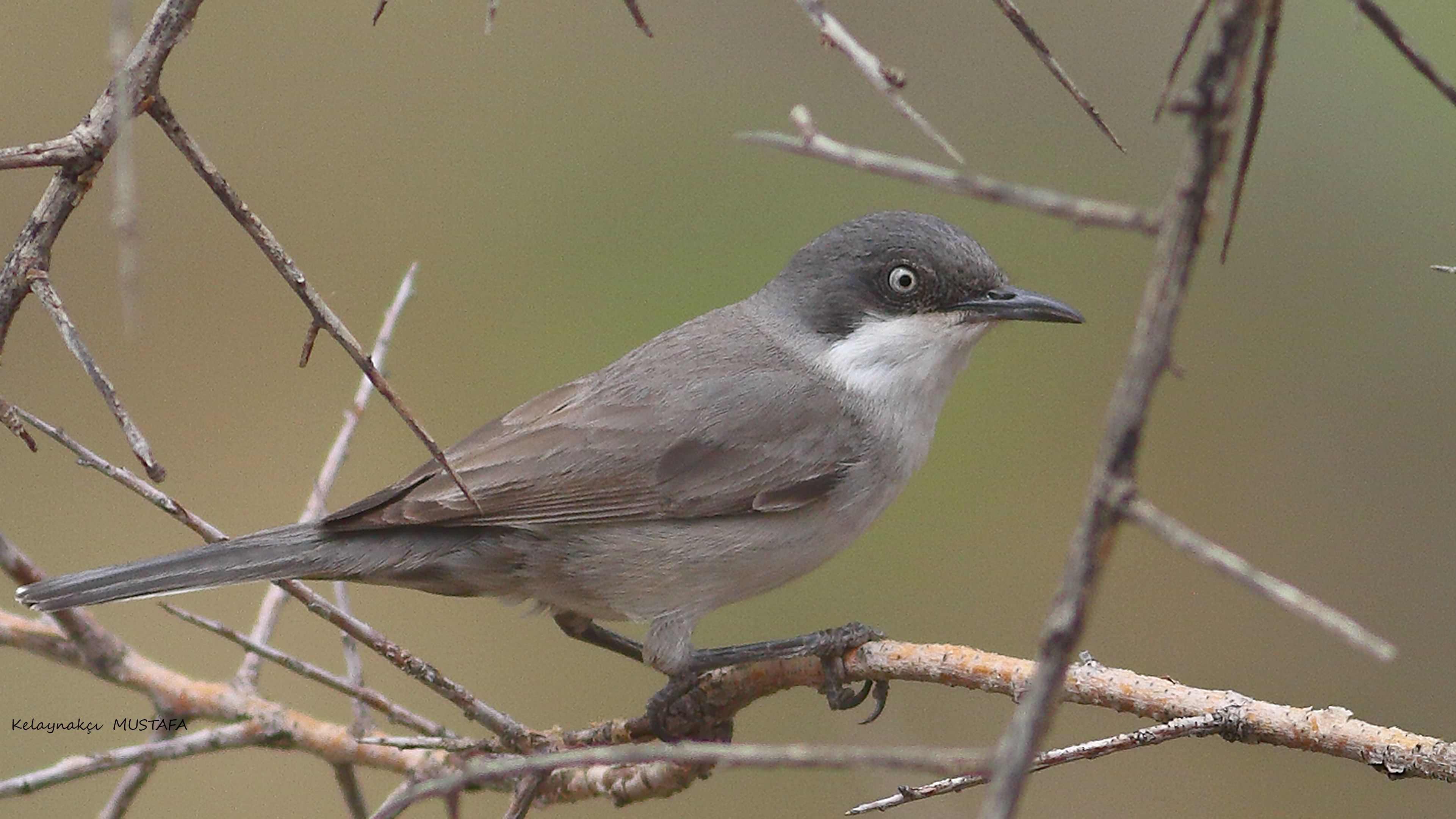 Eastern Orphean Warbler